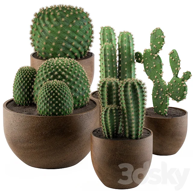 Cactus collection 02 3DSMax File