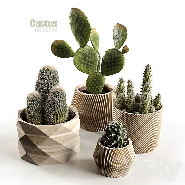 Cactus collection 3DSMax File