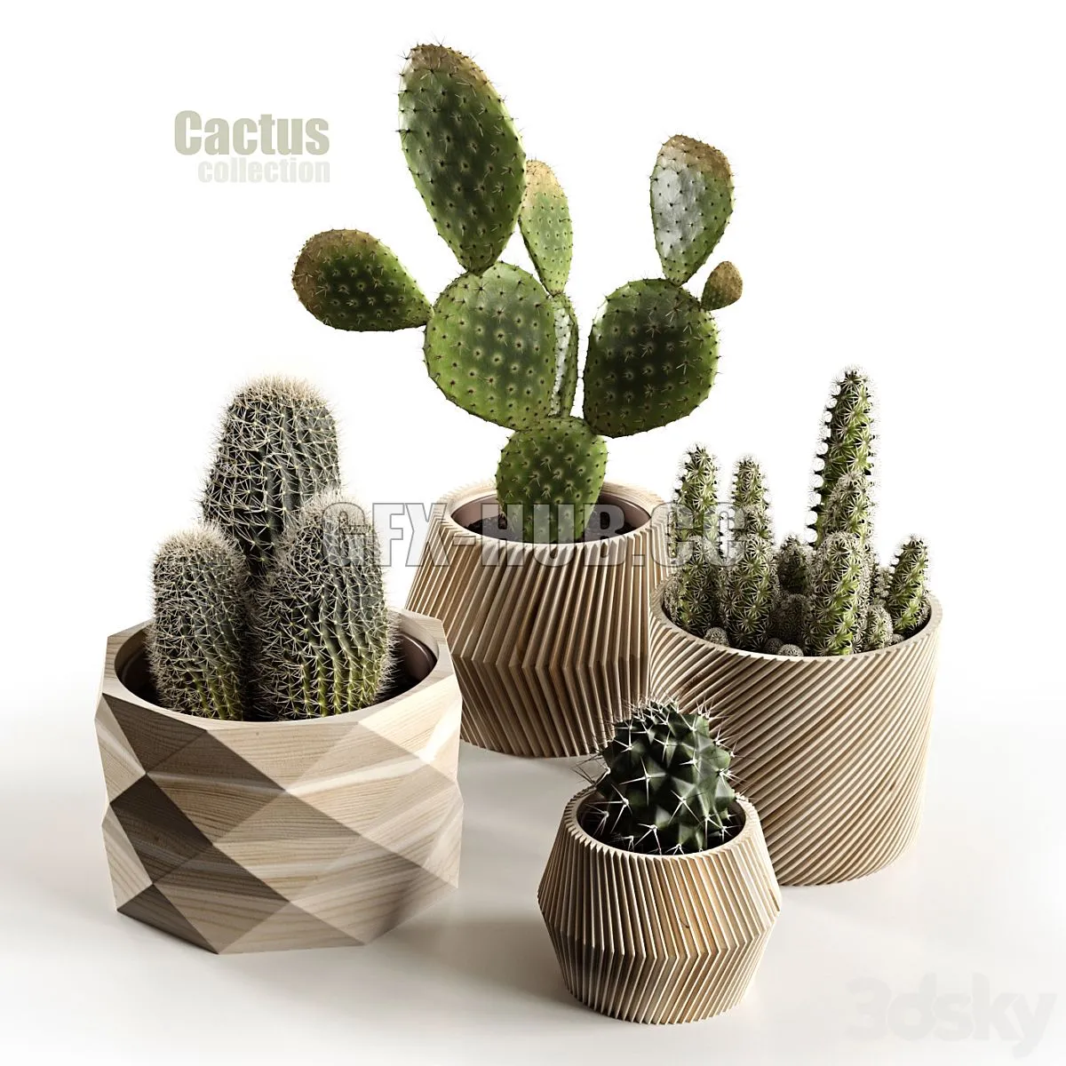 Cactus collection 3dsMax Model