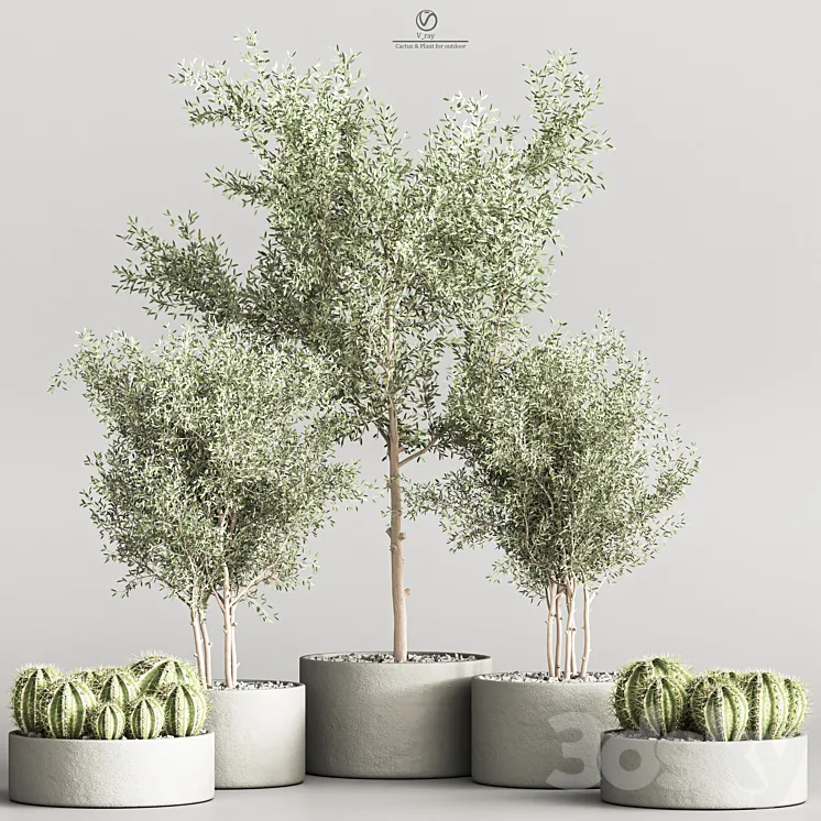 Cactus & Plant indoor vray 3DS Max Model