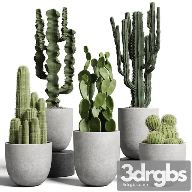 Cactus pot collection indoor plant 62 concrete vase