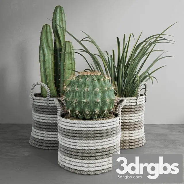 Cactus set