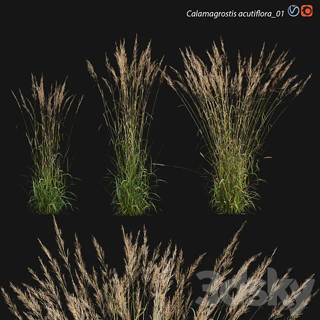 Calamagrostis acutiflora_01 3ds Max