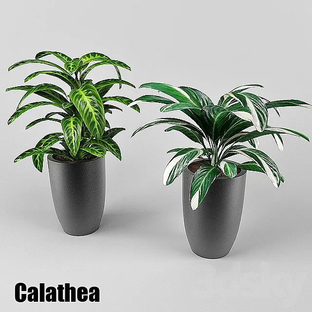 calathea 3ds Max