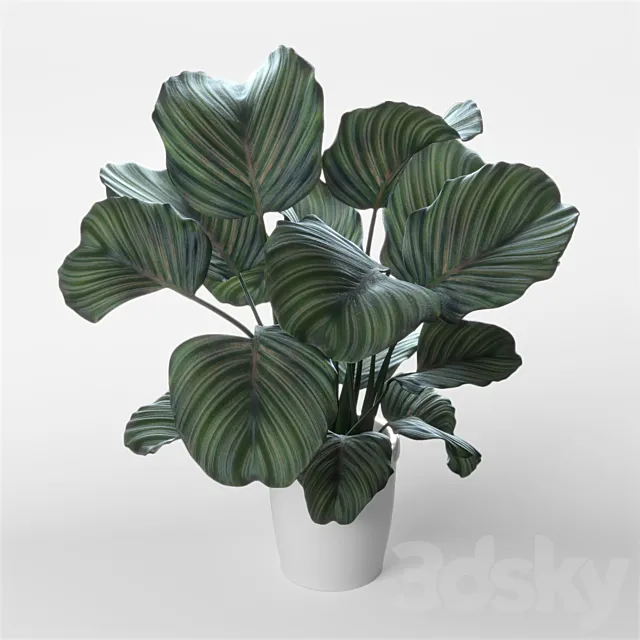 Calathea orbifolia 3ds Max