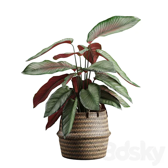 Calathea Ornata in Basket 3ds Max