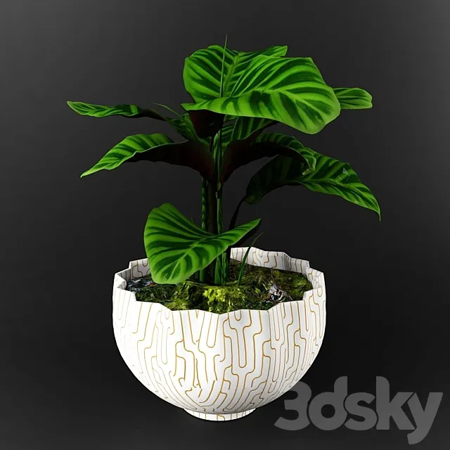 Calathea zebrina 3DS Max Model