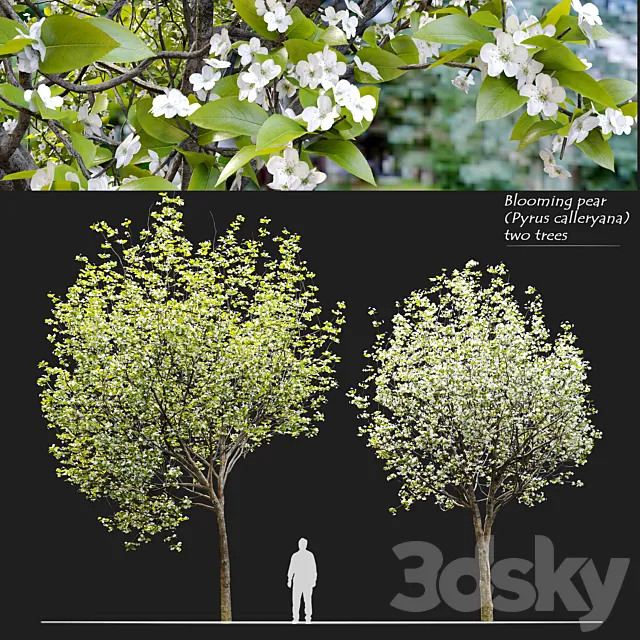 Callery pear (pyrus calleryana) 3ds Max