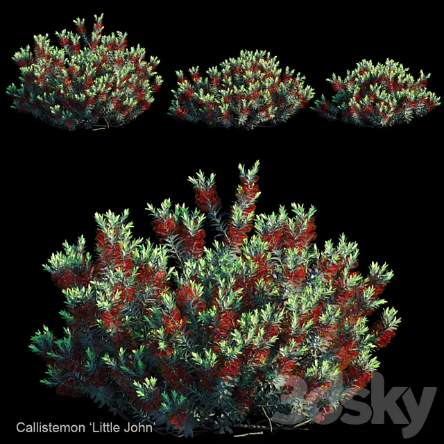 Callistemon | Little john 3ds Max