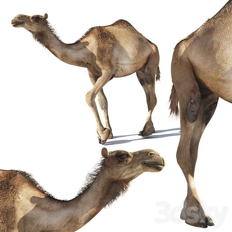 Camel 3DS Max
