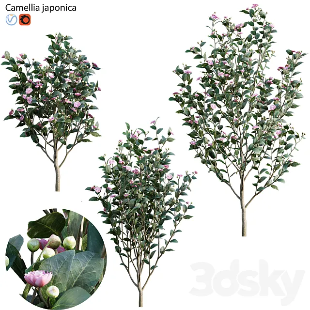 Camellia japonica – Japanese camellia 02 3ds Max