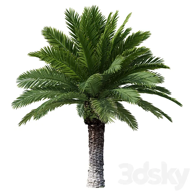 Canarian date Phoenix Canariensis V4 February+December 3ds Max