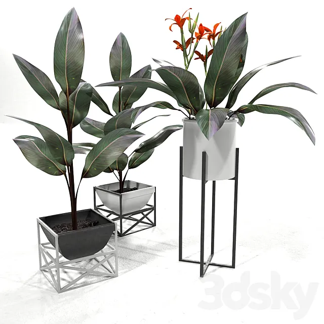 Canna plant set 2 3DS Max Model