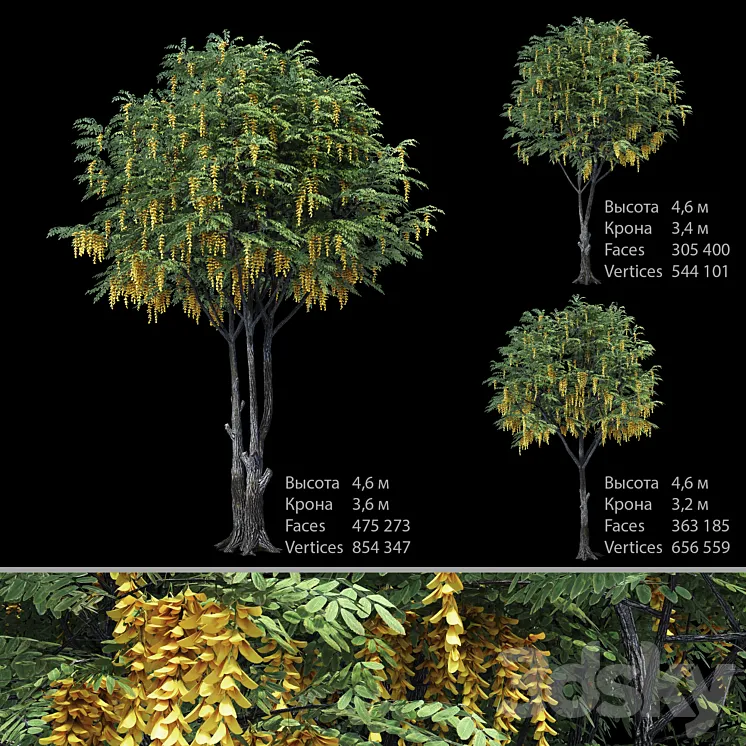 Caragana (yellow acacia) 3DS Max