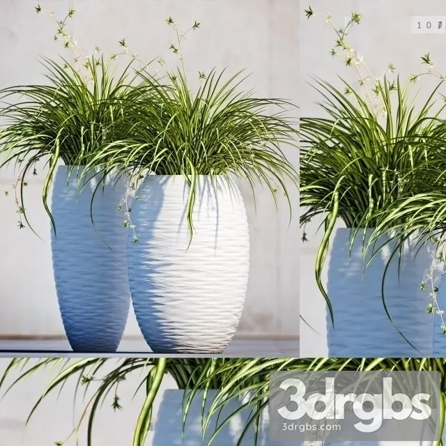 Carex Morrowii 3dsmax Download