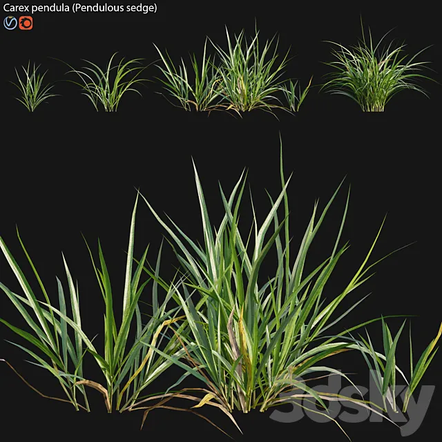 Carex pendula – Pendulous sedge -01 3DS Max Model