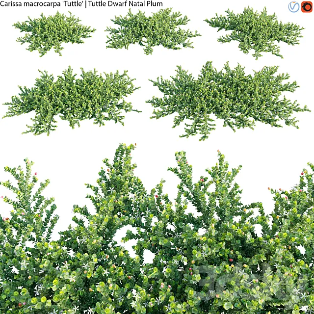 Carissa macrocarpa – Tuttle Dwarf Natal Plum – 01 3ds Max