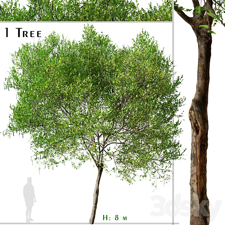 Carob Tree (Ceratonia siliqua) 3DS Max