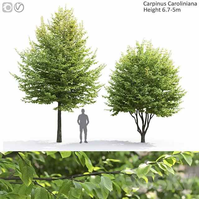 Carpinus Caroliniana 3DS Max Model