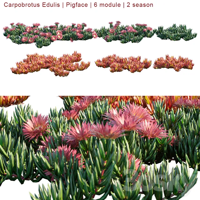 Carpobrotus Edulis | Pigface | 6 module | 2 season 3ds Max