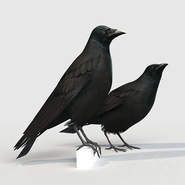 Carrion Crow (bird) 3ds Max