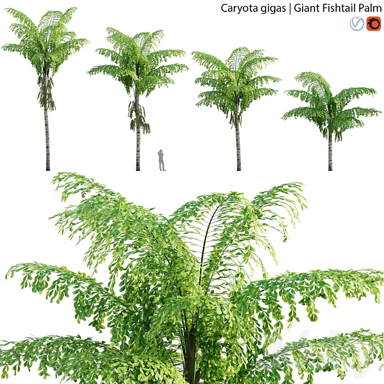 Caryota gigas – Giant Fishtail Palm – Caryota Mitis – 01 3DS Max