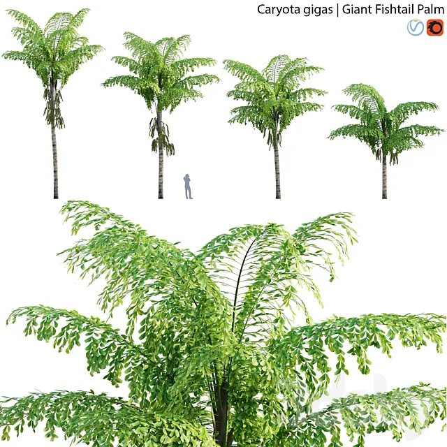 Caryota gigas – Giant Fishtail Palm – Caryota Mitis – 01 3DSMax File