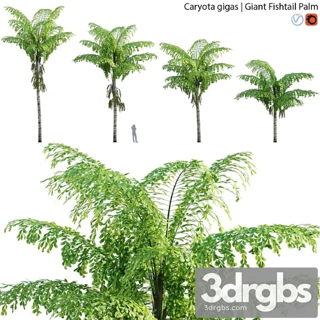 Caryota gigas – giant fishtail palm – caryota mitis – 01