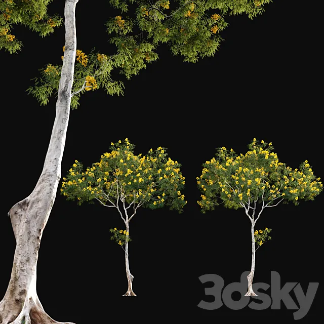 Cassia splendida – Golden Wonder Senna 3DS Max Model