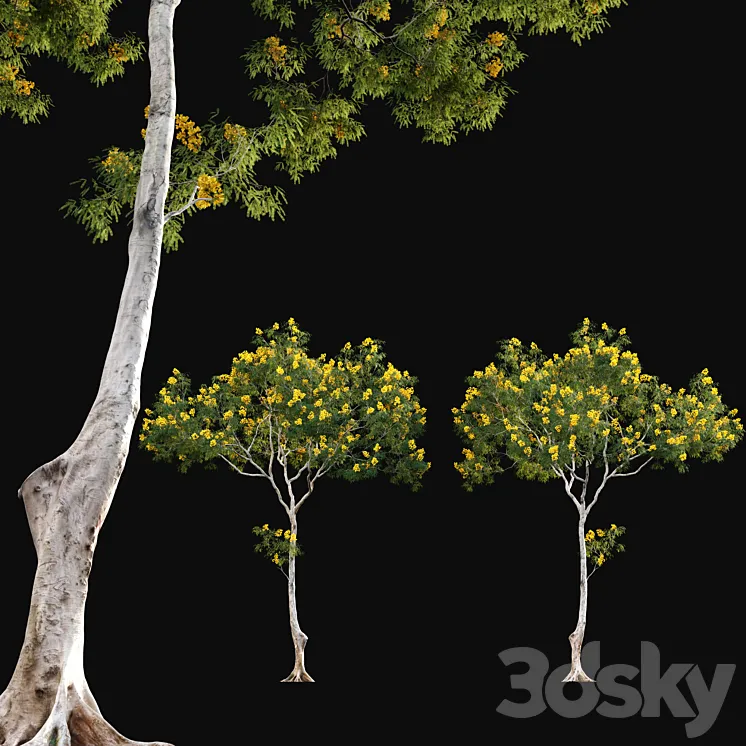 Cassia splendida – Golden Wonder Senna 3DS Max