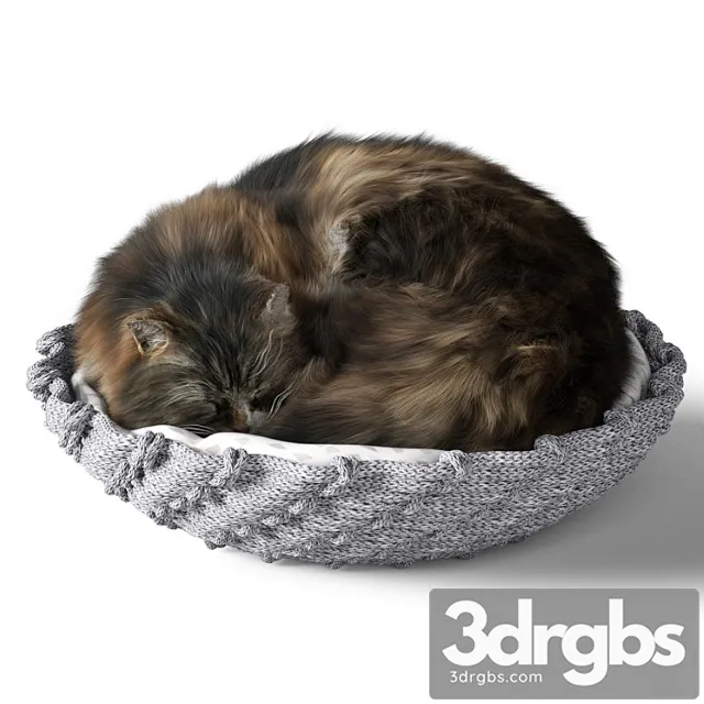 Cat With Pillow 3dsmax Download