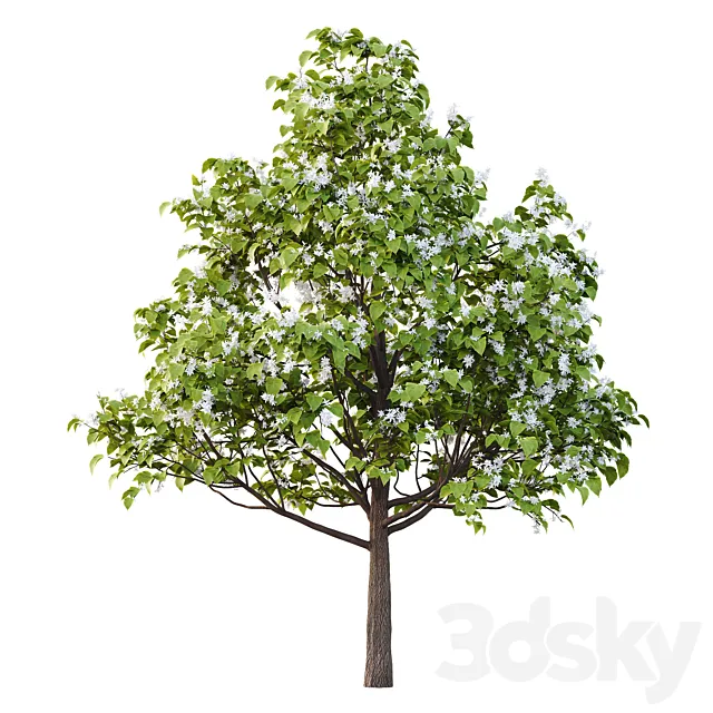 Catalpa Ovata Tree 05 3dsMax Model