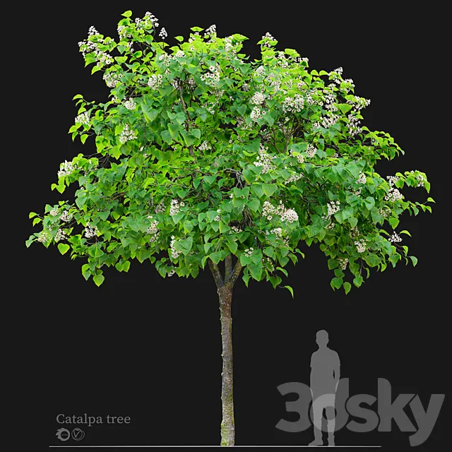 Catalpa tree 03 3ds Max