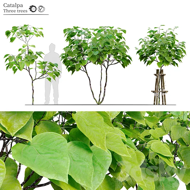 catalpa tree 3ds Max