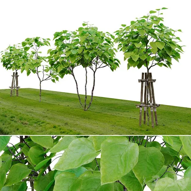 Catalpa tree 3dsMax Model