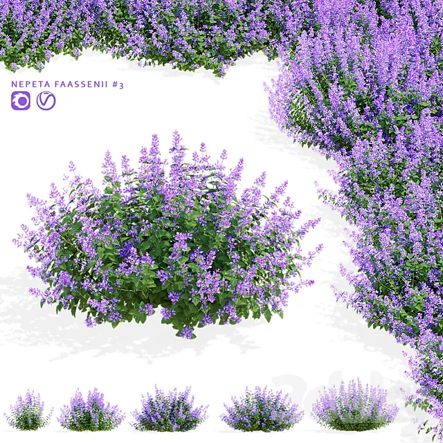 Catnip Fassen flowers | Nepeta fassenii #3 3ds Max