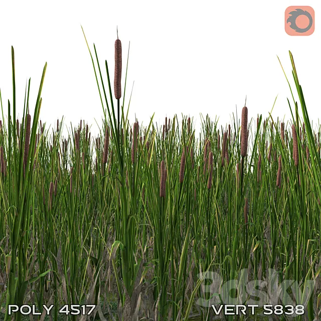 cattail 3ds Max