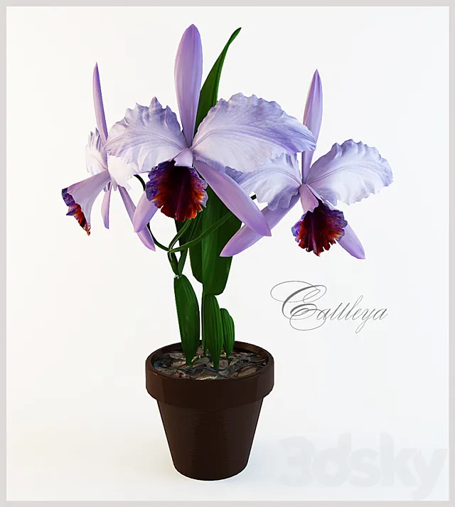 cattleya 3ds Max