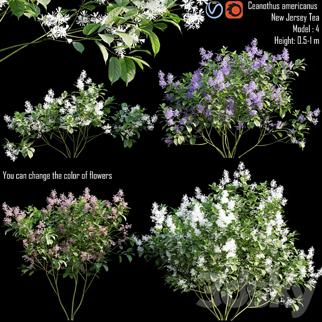 Ceanothus americanus | New Jersey Tea # 1 3ds Max