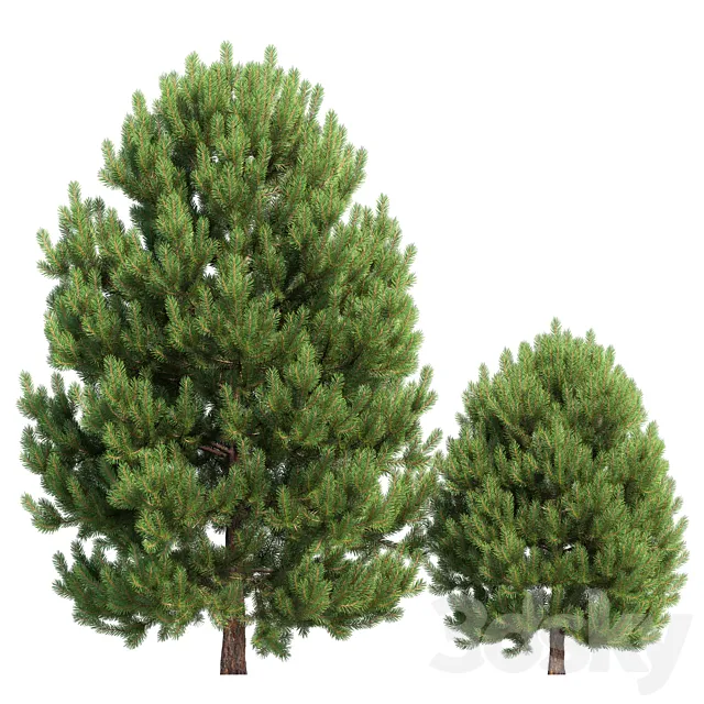 Cedar pine #02 3ds Max