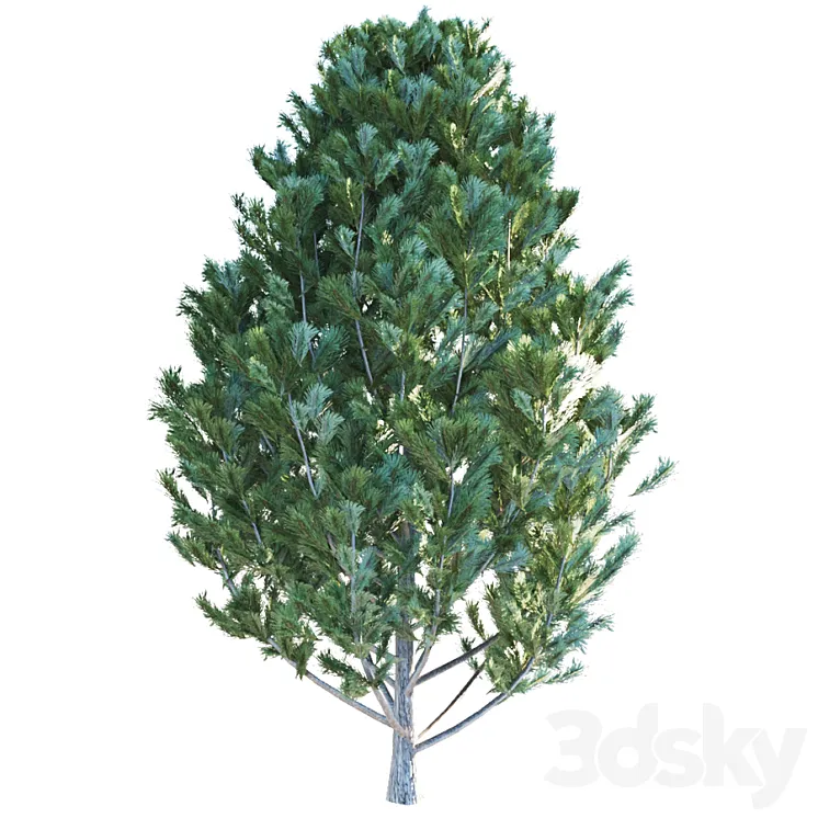 Cedar pine 3DS Max