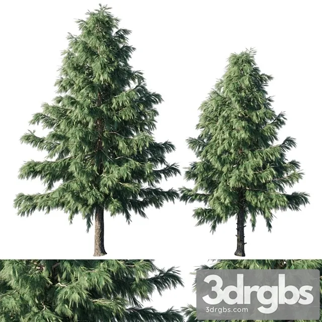 Cedrus deodara 03