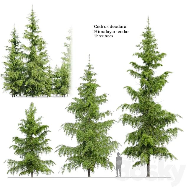 Cedrus Deodara 3DS Max Model