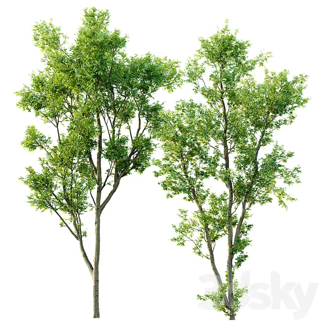 Celtis Australis 04 3ds Max