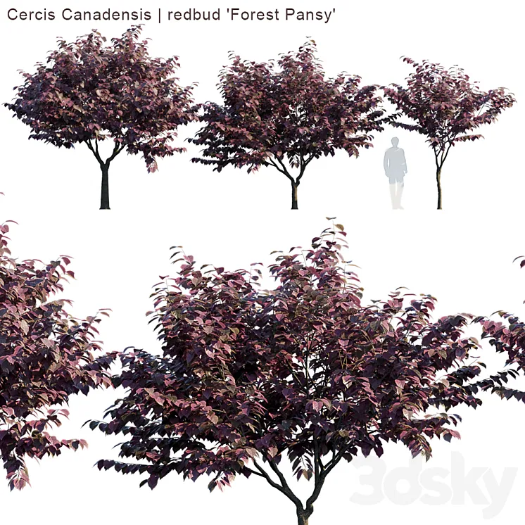 “Cercis Canadensis | redbud “”Forest Pansy””” 3DS Max