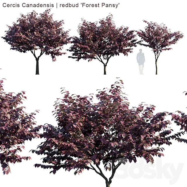 Cercis Canadensis | redbud “Forest Pansy” 3DSMax File
