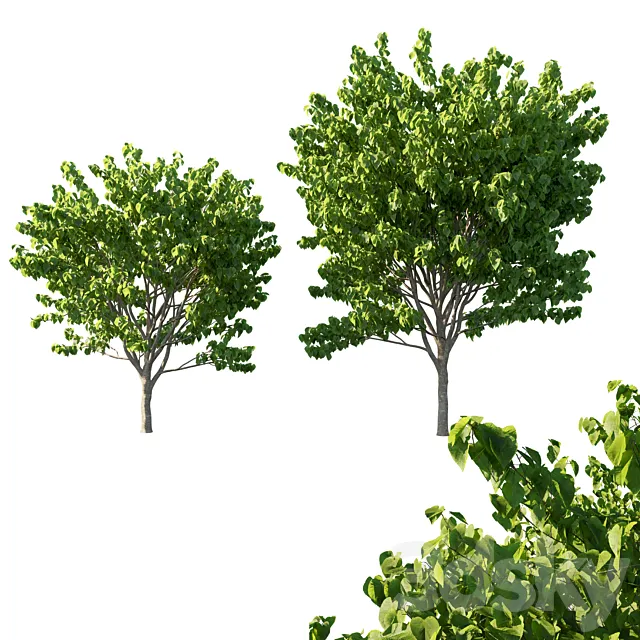 Cercis Canadensis tree 02 3ds Max