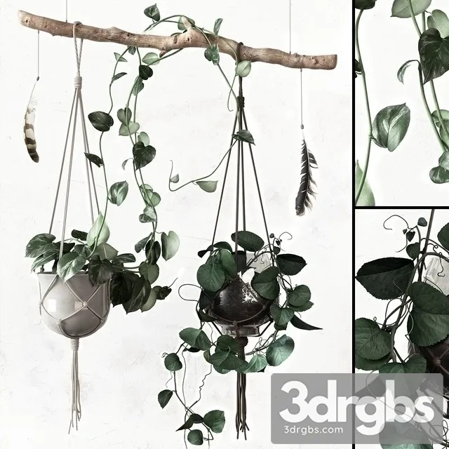 Ceropegia Woodii Hanging Pot 3dsmax Download