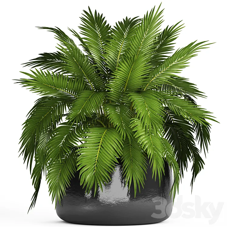 Chamaedorea cataractarum Hamedorea bush palm tree outdoor pot flowerpot leaves cycas 3DS Max