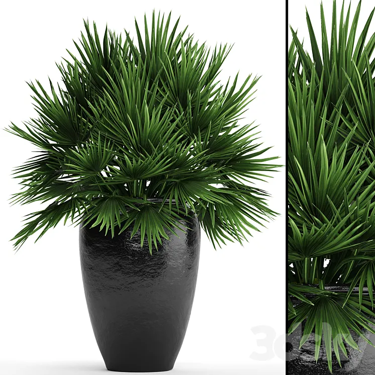 Chamaerops palm Chamaerops palm tree bush pot flowerpot outdoor decorative interior 3DS Max